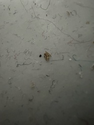 Case-bearing Clothes Moth (larva/case)