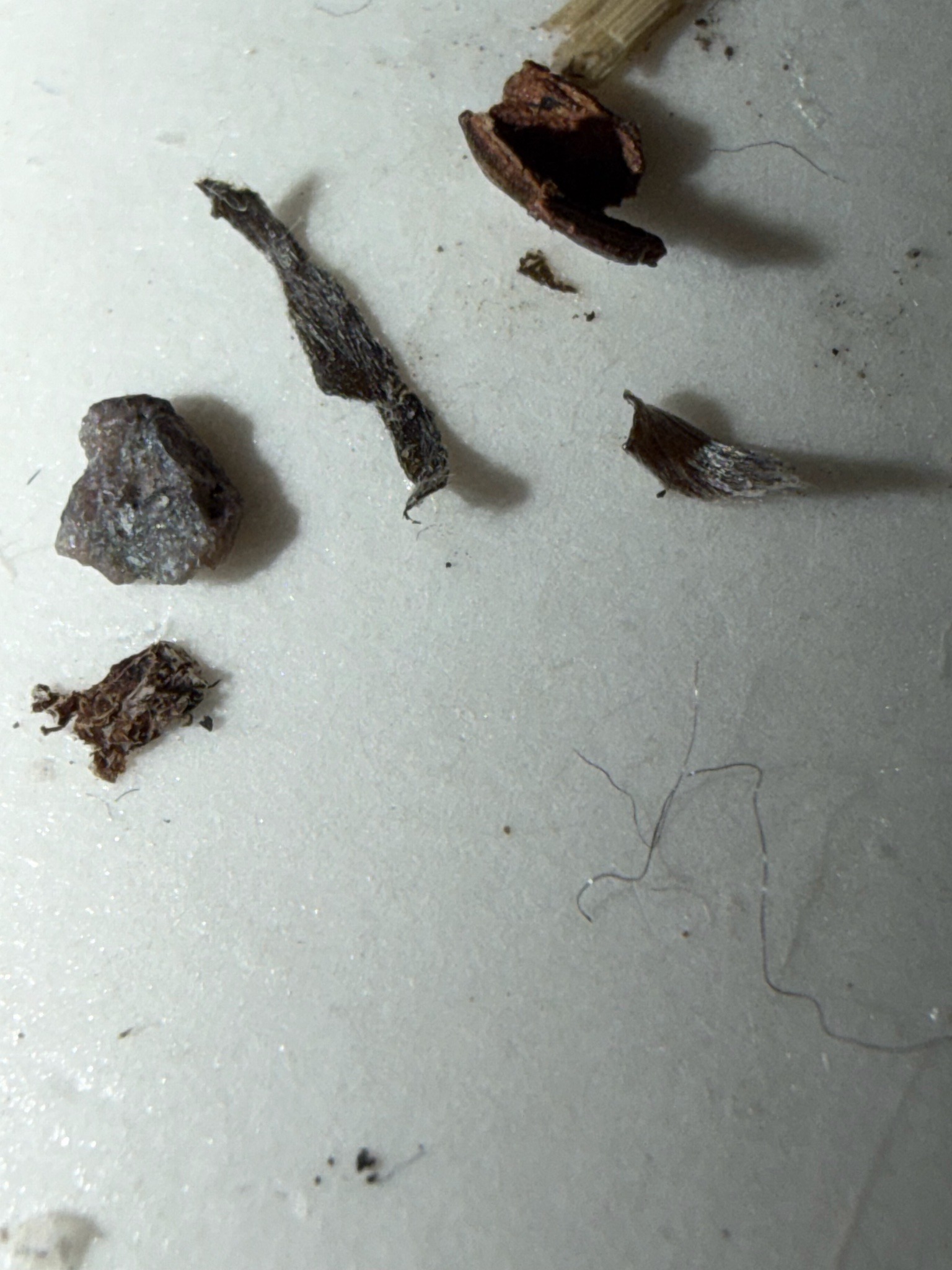 Inconclusive (Likely Non-Insect Debris)