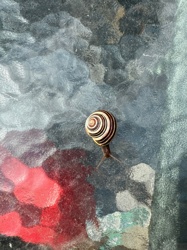Brown-lipped Snail