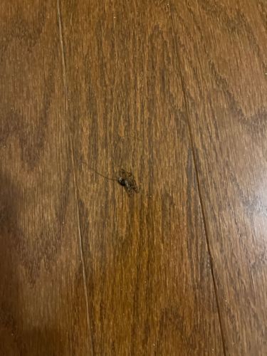 Cockroach (likely German or American Cockroach based on common indoor sightings)