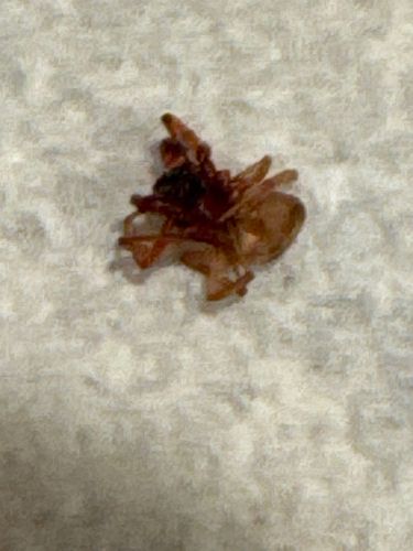 Sac Spider (possibly Broad-faced Sac Spider, Trachelas tranquillus)