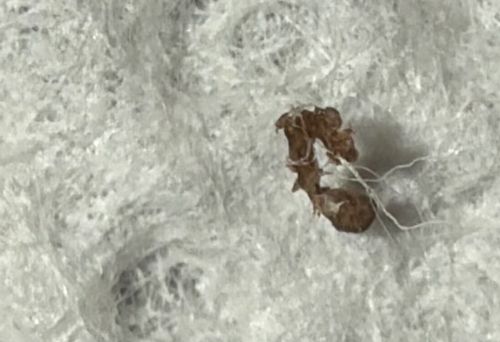Carpet Beetle Larva (likely debris/exuvia)