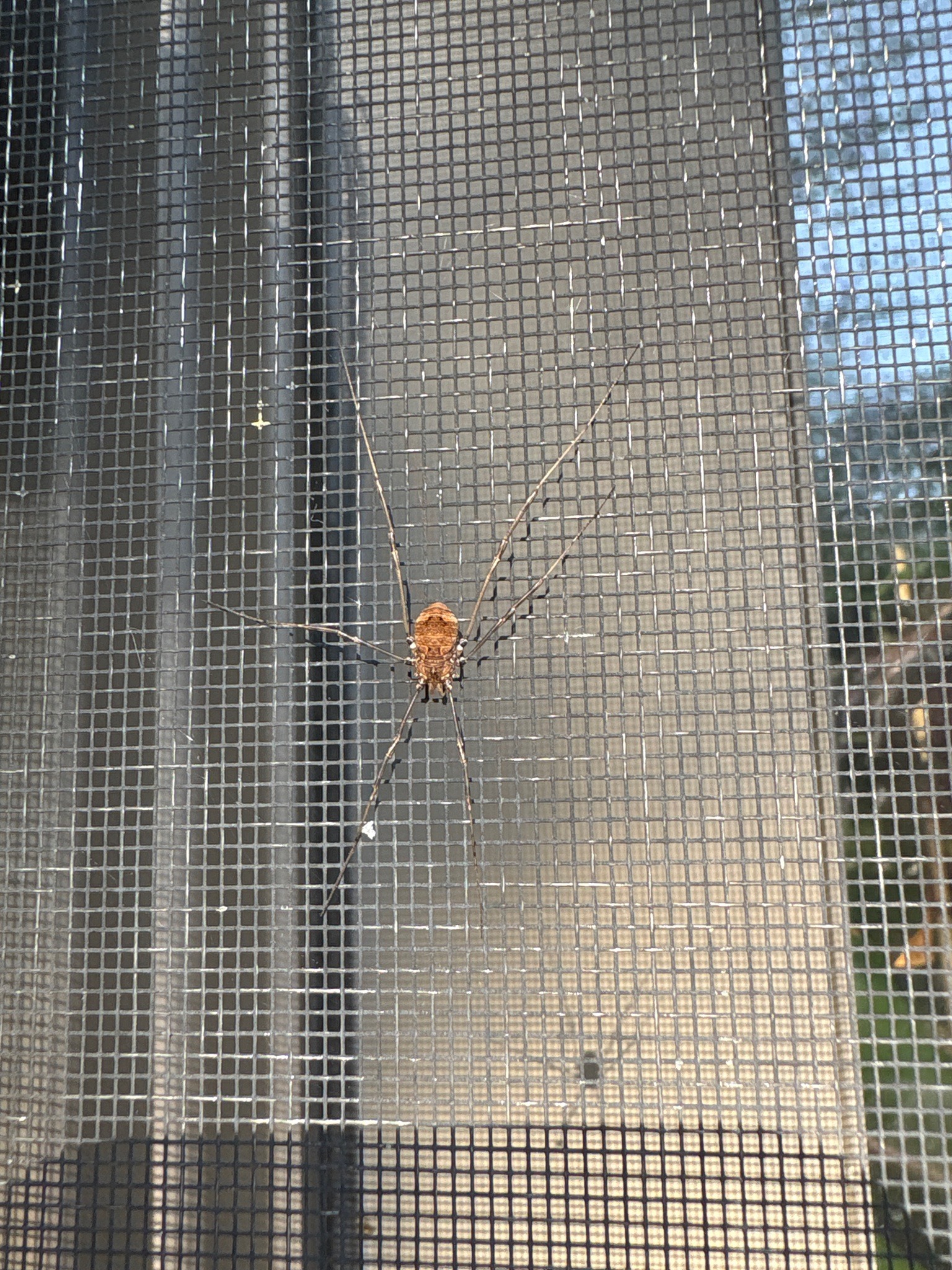 Harvestman