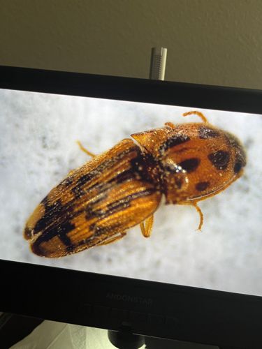 Click Beetle (likely eyed click beetle or a similar species)