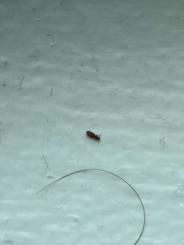 Sawtoothed Grain Beetle