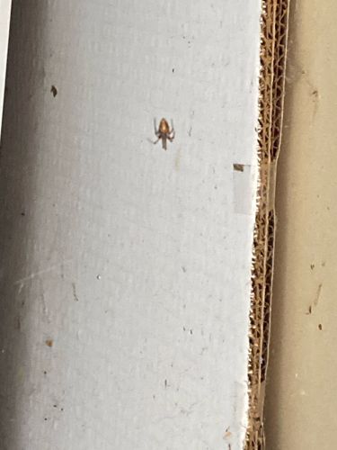 Cellar Spider (or Daddy Long-legs Spider)