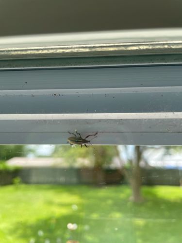 Stink Bug or Shield Bug