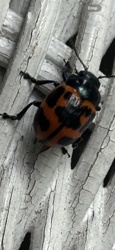 Grapevine Beetle