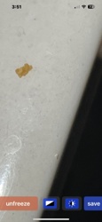 Ant eggs or larvae