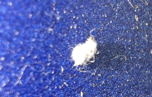 Woolly Aphid
