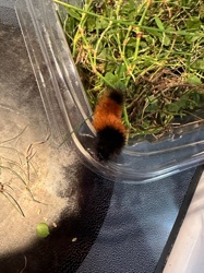 Woolly Bear Caterpillar