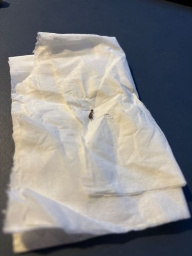 Flea (likely Cat flea or Dog flea)