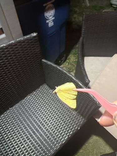 Clouded Sulphur Butterfly