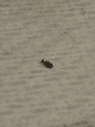Red Flour Beetle
