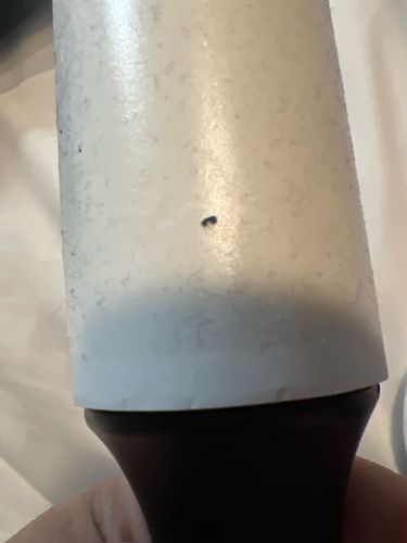 Fungus Gnat (likely)