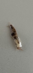 Silverfish (molting)