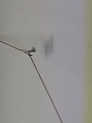 Case-bearing Clothes Moth Larva