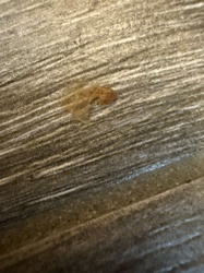 Carpet Beetle Larva (shed skin)
