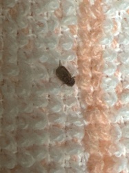 Carpet Beetle (Larva)
