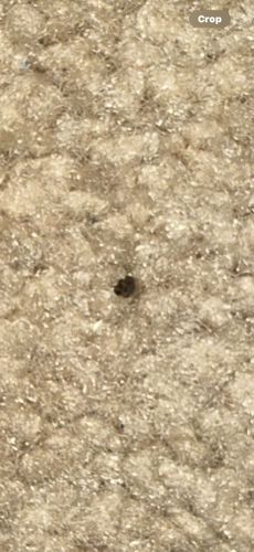 Carpet Beetle (likely Black Carpet Beetle)