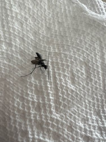 Winged Carpenter Ant