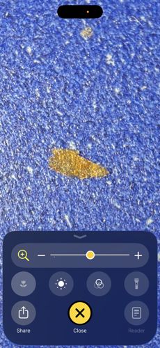 Flat Grain Beetle
