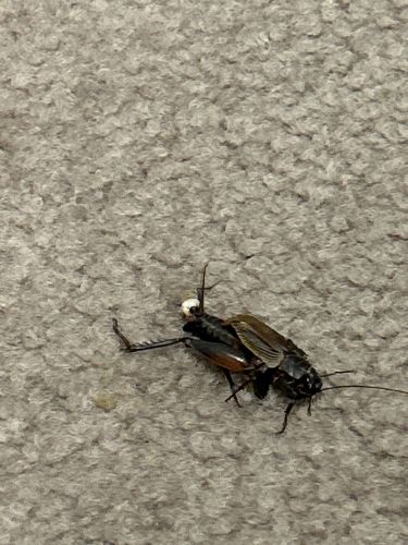 Field Cricket
