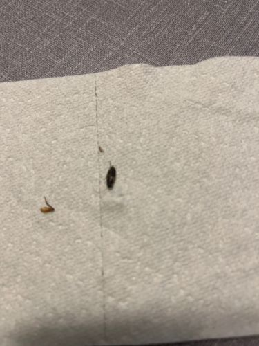 Carpet Beetle (likely Varied Carpet Beetle or Black Carpet Beetle)