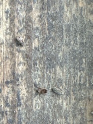 Carpet Beetle (likely Varied Carpet Beetle or Black Carpet Beetle)