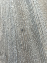 Mosquito
