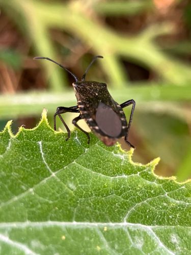 Brown Marmorated Stink Bug