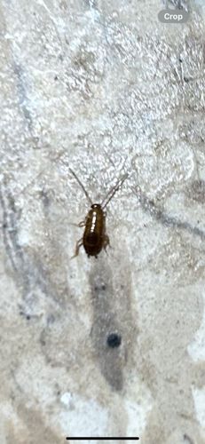 German Cockroach Nymph