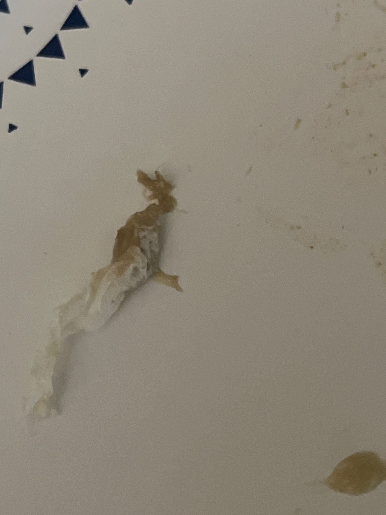 Household Casebearer Moth