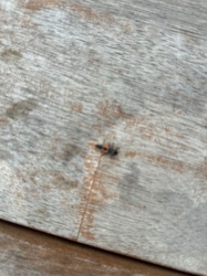 Velvet Ant (likely a female Mutillid wasp due to the wingless, ant-like appearance and fuzzy body)