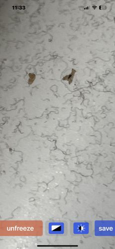 Threadworm, Nematode