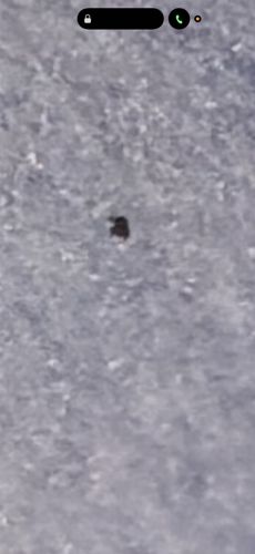 Snow Flea