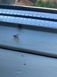 Winged Termite
