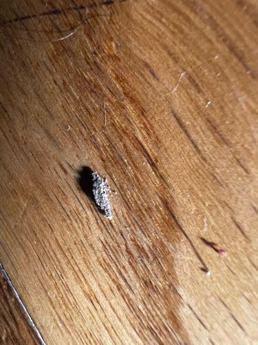 Household Casebearer