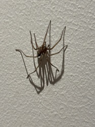 Brown Recluse Spider