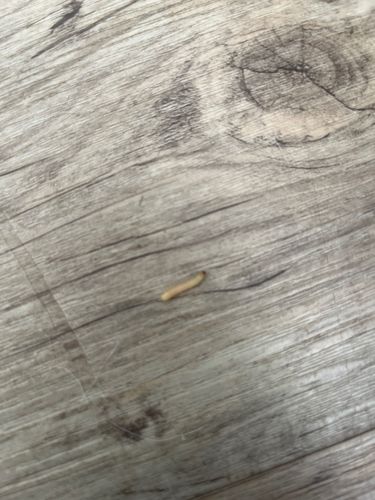 Indianmeal Moth Larva (or similar stored product moth larva)