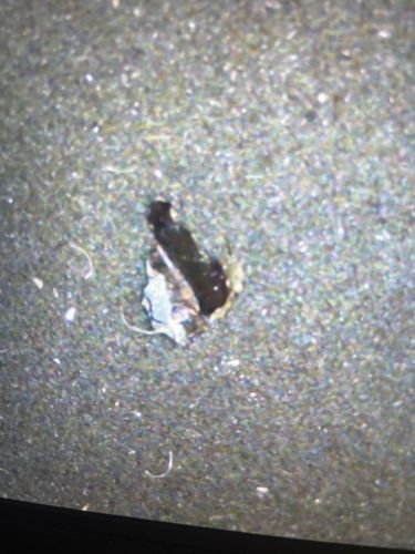 Moth (likely a small one, possibly a Clothes Moth or similar household pest given the context of a rug/carpet)