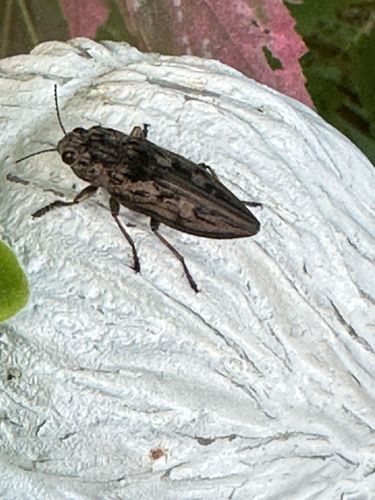 Flat-headed Borer (likely a species of Buprestid beetle)