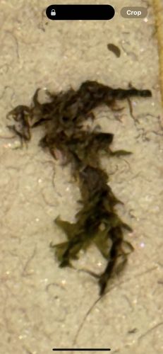 Caddisfly larva (case-making)