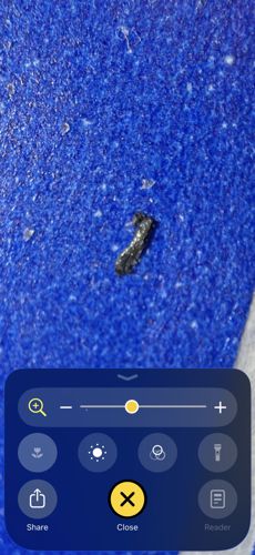Drain Fly Larva
