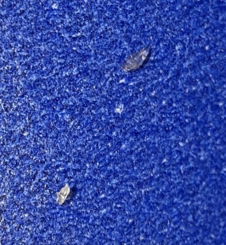 Body Louse (or Head Louse) - Nymph/Egg Casing