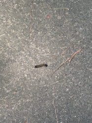 Eastern Tent Caterpillar