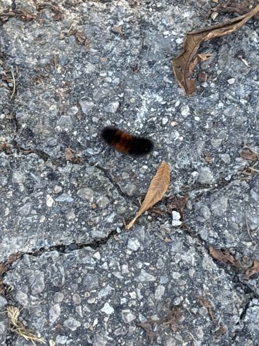 Woolly Bear Caterpillar