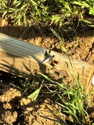 Dragonfly (specifically, likely a Skimmer Dragonfly due to the wing coloration/pattern)