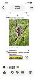 Yellow Garden Spider