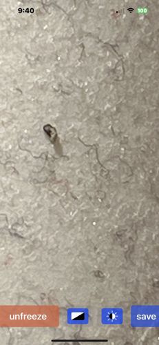 Case-bearing Clothes Moth